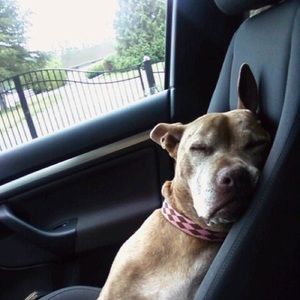 Meet your Posher, Linda